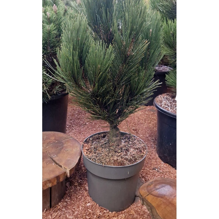 Svartbarrtall – Pinus heldreichii 'Fastigiata' - C7 40-50 CM