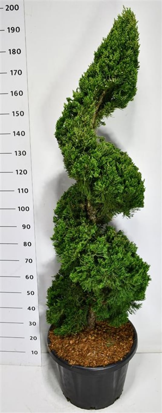 Kinesisk en – Juniperus chinensis &