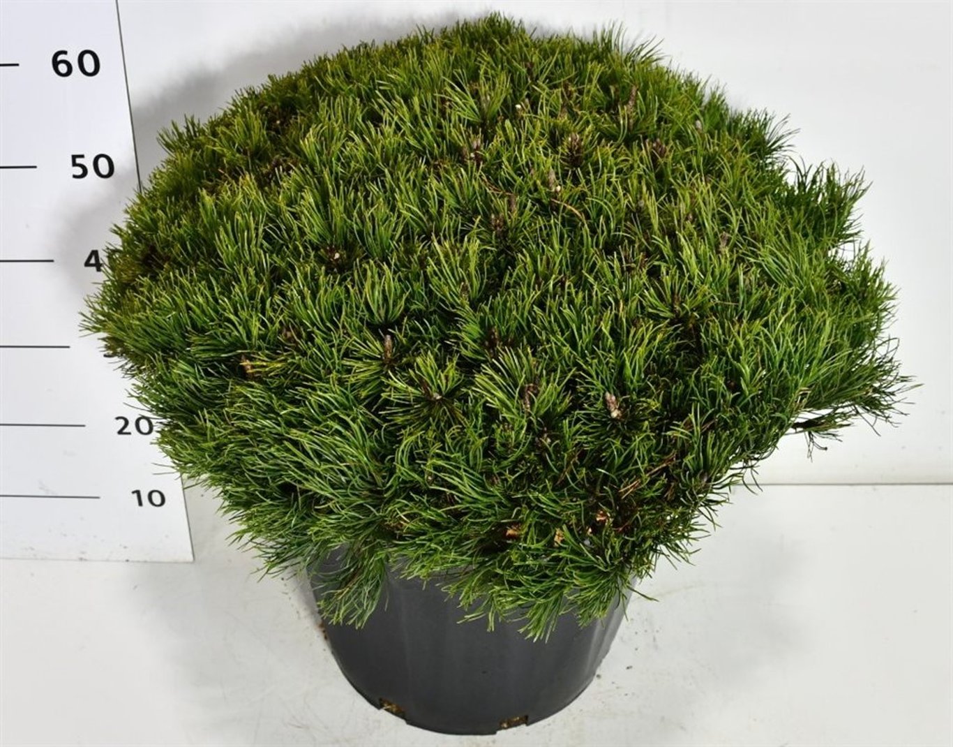 Bergtall – Pinus mugo pumilio - C35 60-70 cm. Levendesteen