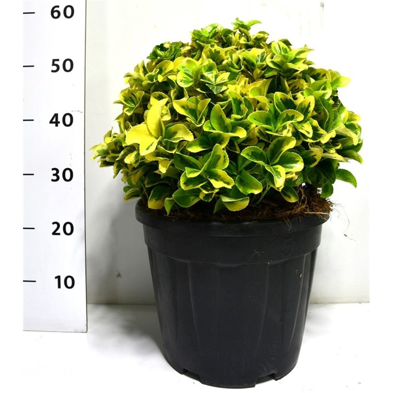 Japansk benved – Euonymus japonicus 'Aureus' - C15 30-40 cm. Bol