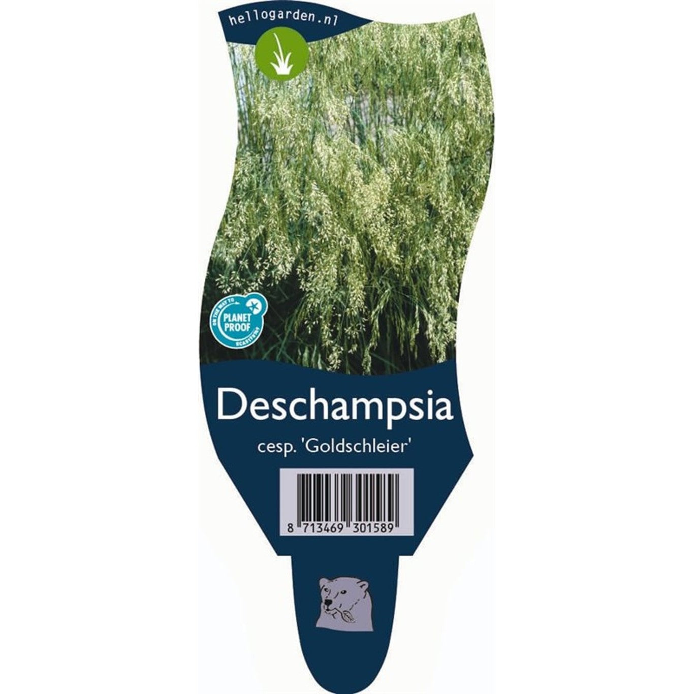 Tuvtåtel – Deschampsia cespitosa 'Goldschleier' - P11