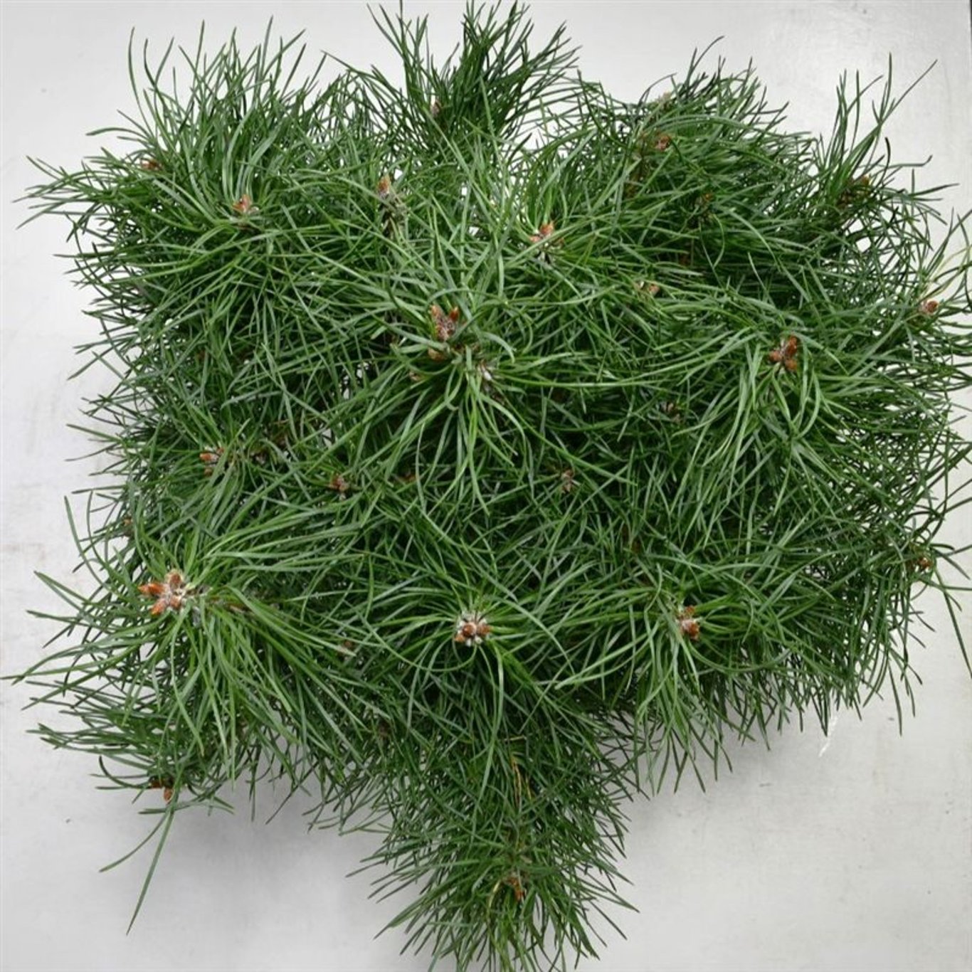 Tall – Pinus sylvestris &