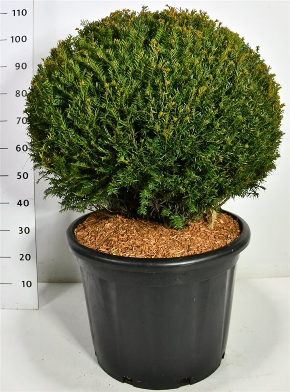 Idegran – Taxus baccata - C65 70 cm. Bol