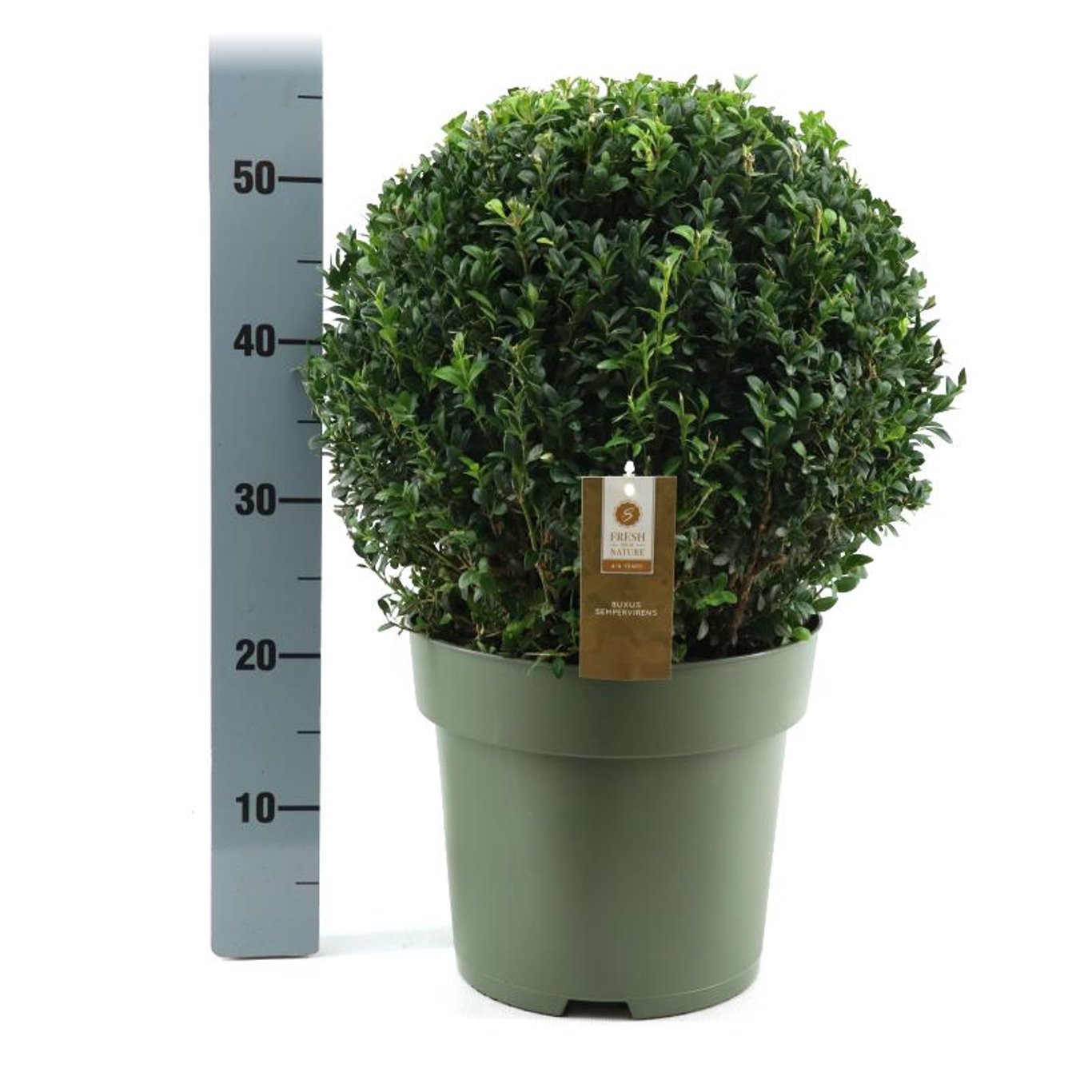 Buxbom – Buxus sempervirens - 35 CM Ball Cont.