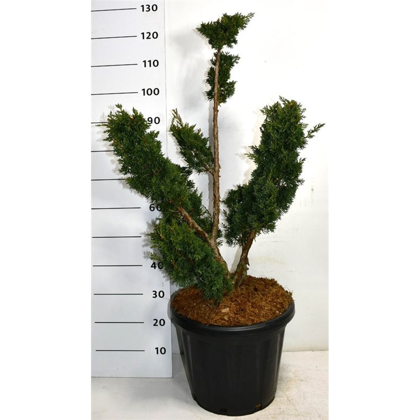 Kinesisk en – Juniperus chinensis 'Blaauw' - 60-70 CM Bonsai Cont.