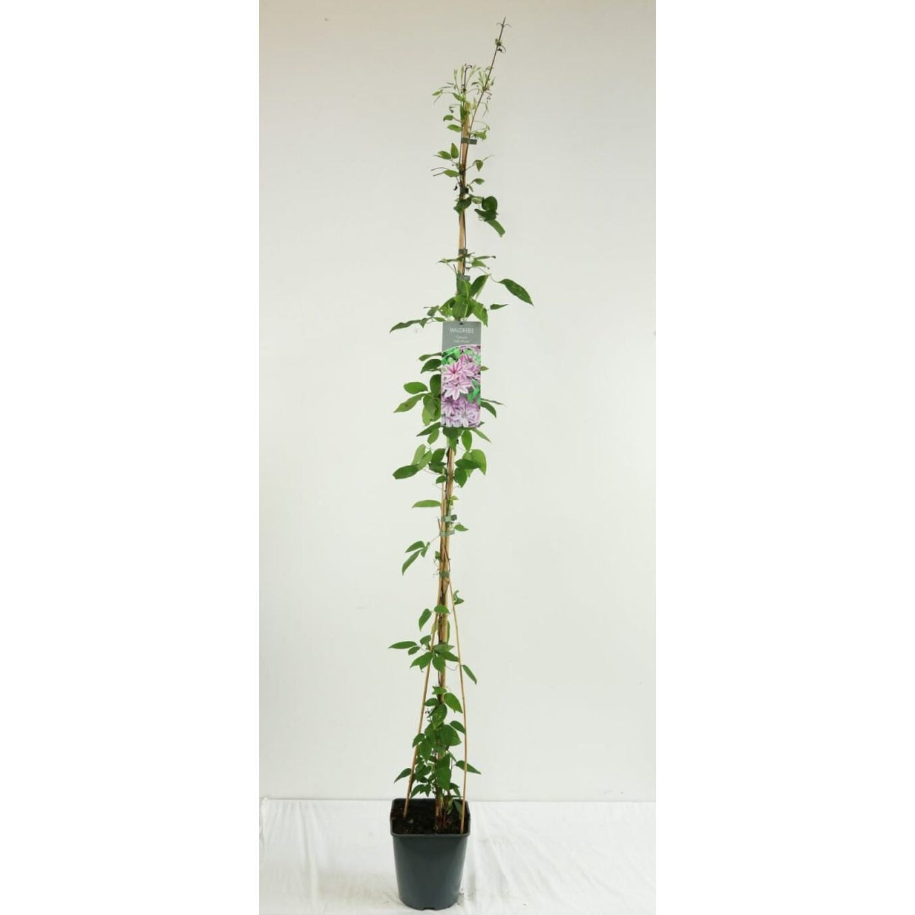 Klematis – Clematis 'Nelly Moser' - C5 125-175 CM Stick