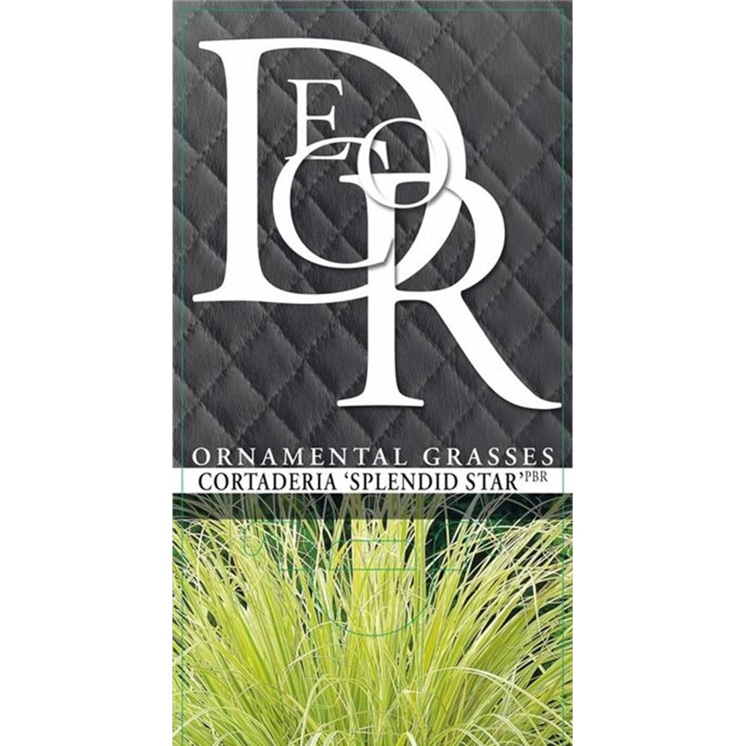 Pampasgräs – Cortaderia selloana 'Splendid Star' - C2