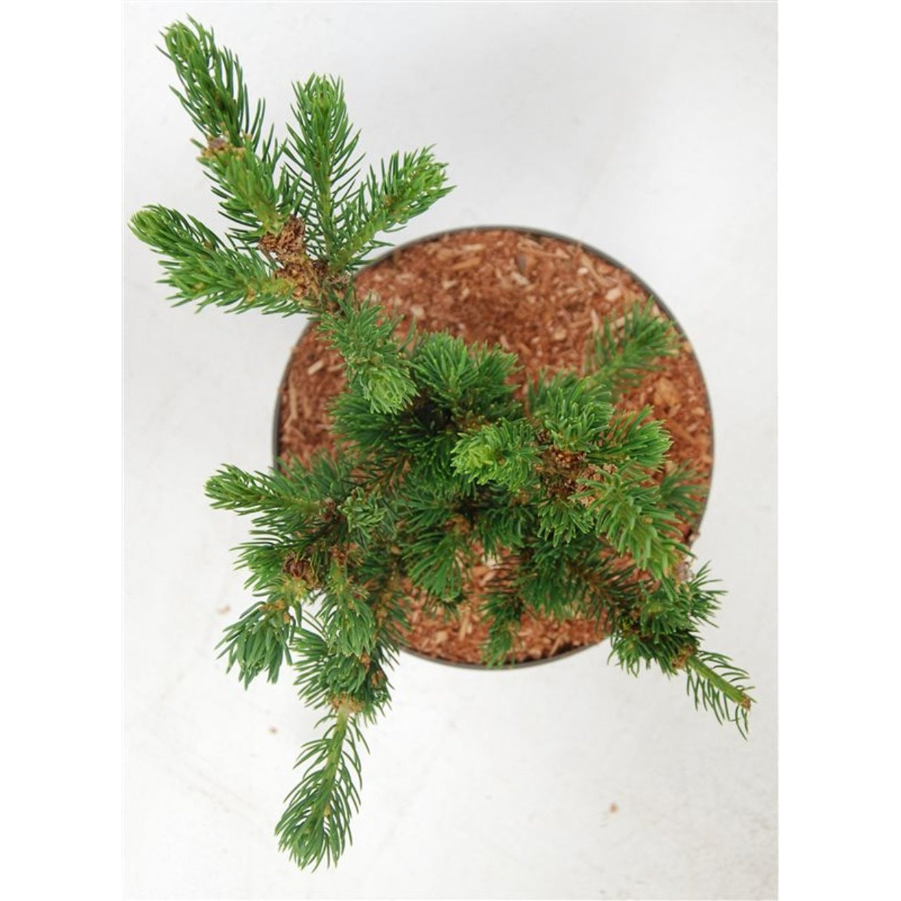 Blågran – Picea pungens &