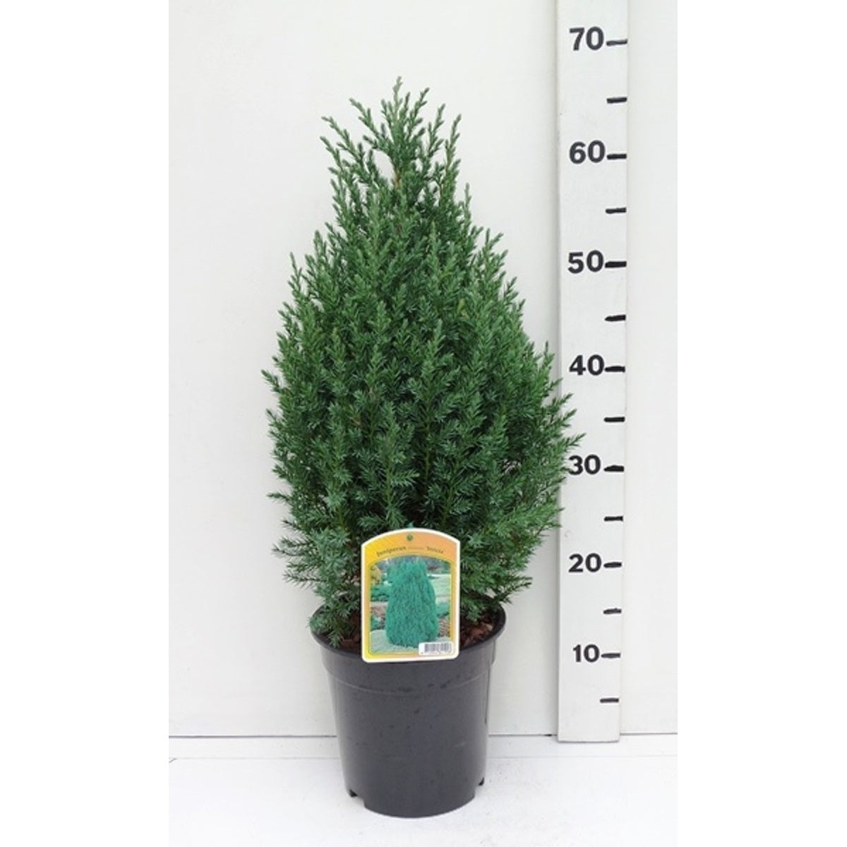 Kinesisk en – Juniperus chinensis 'Stricta' - C3 40-50 CM