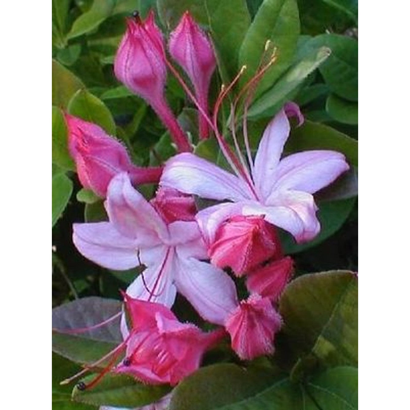 Rhododendron – Rhododendron 'Weston's Lollipop' - C5 40-50 CM
