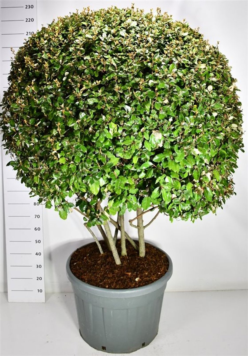 Silverolvon – Elaeagnus ebbingei - C150 180 cm. Meerstammig