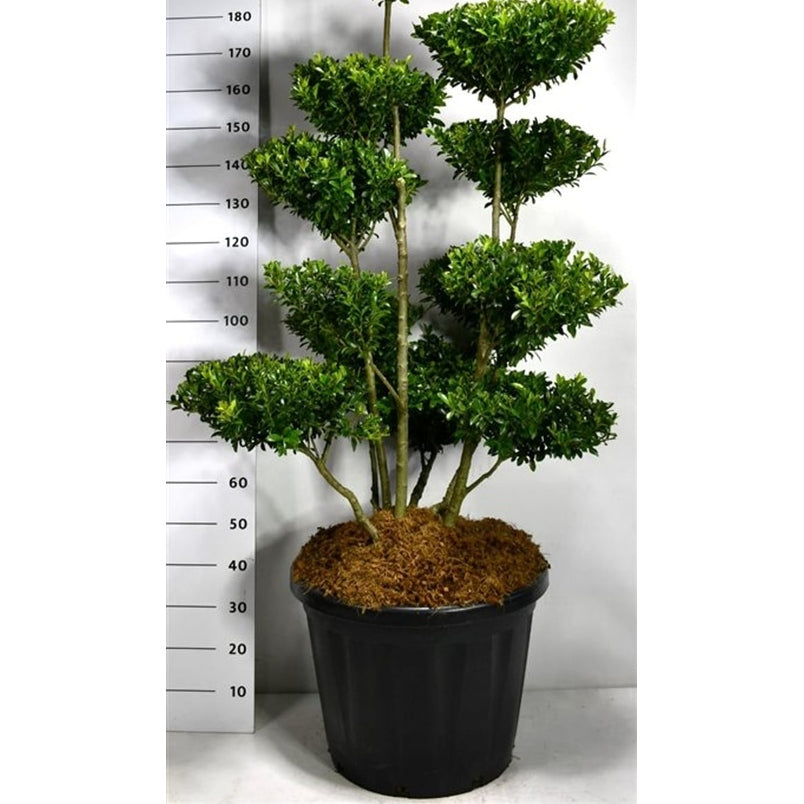 Ilex maximowicziana kanehirae - C80 125-150 cm. Bonsai