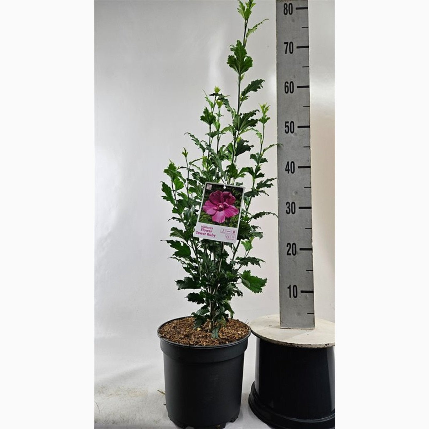 Hibiskus – Hibiscus syriacus 'Flower Tower Ruby' - C5 60-80 CM