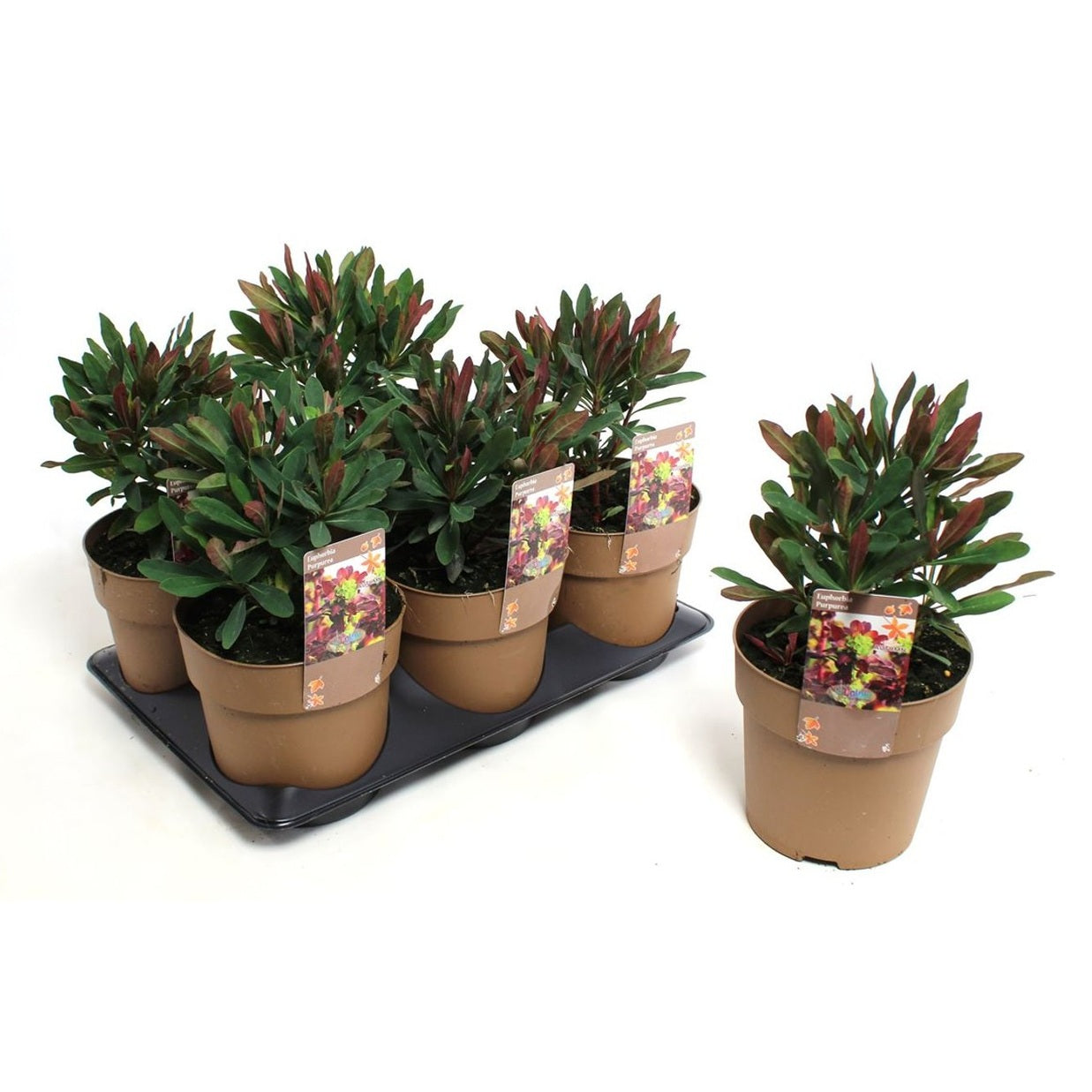 Mandelvortemjölk – Euphorbia amygdaloides 'Purpurea' - C1,5