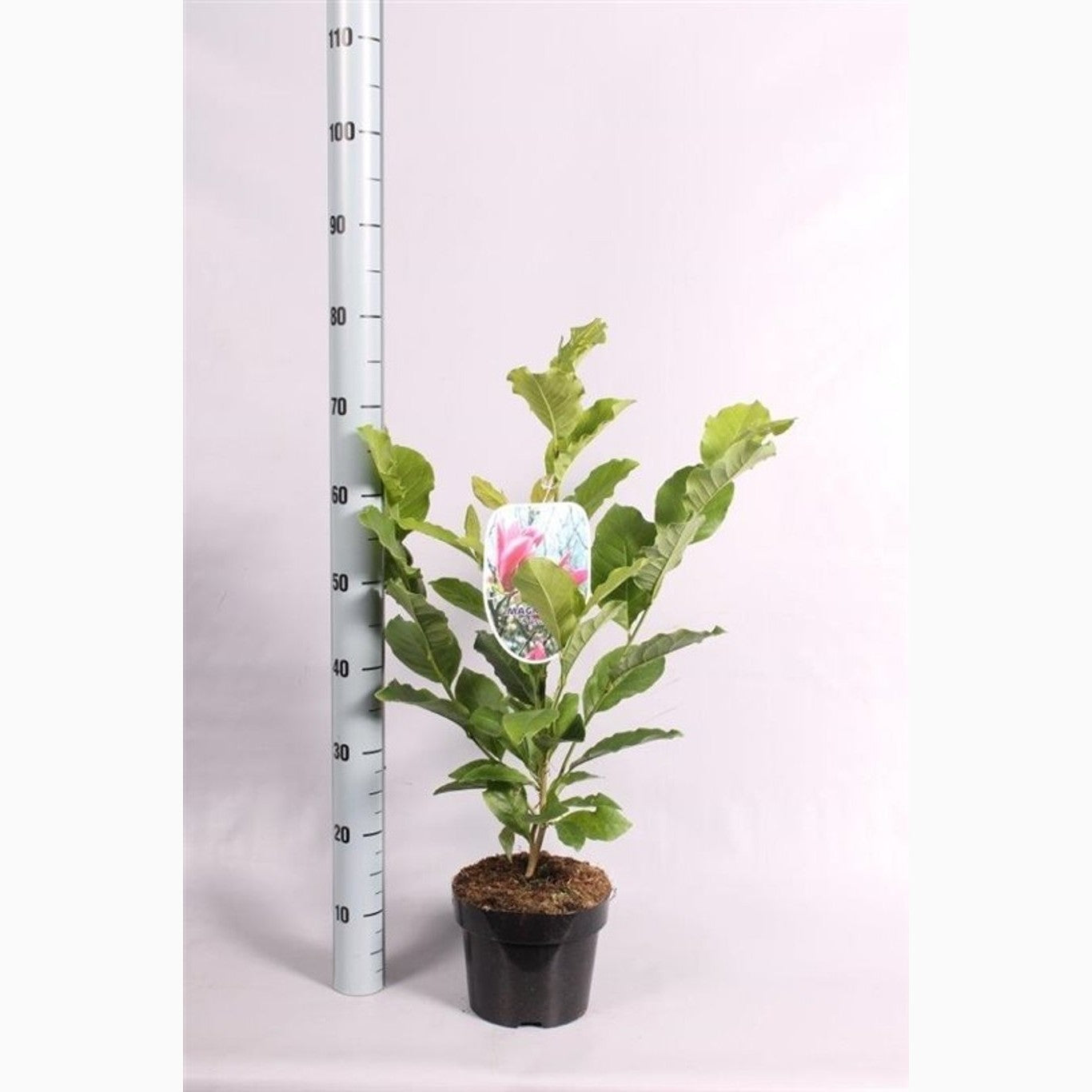 Magnolia – Magnolia 'Susan' - C3 50-60 CM