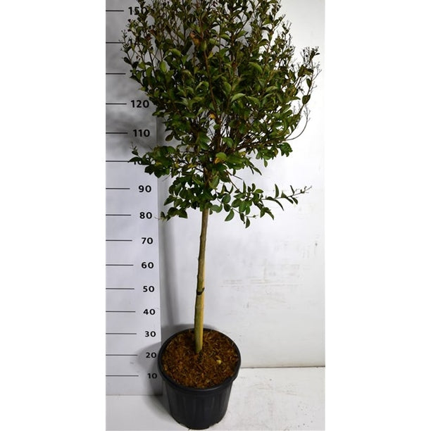 Kreppmyrten – Lagerstroemia indica 'Double Feature' - C15 80 cm. Stam