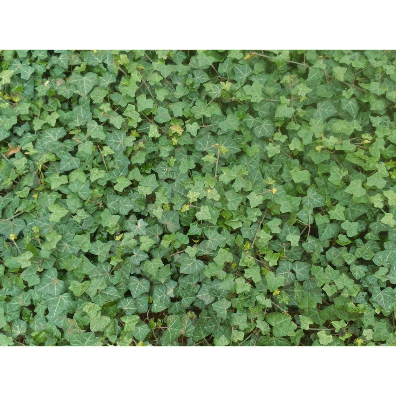 Murgröna – Hedera hibernica - C2 50-60 CM 3 Stick