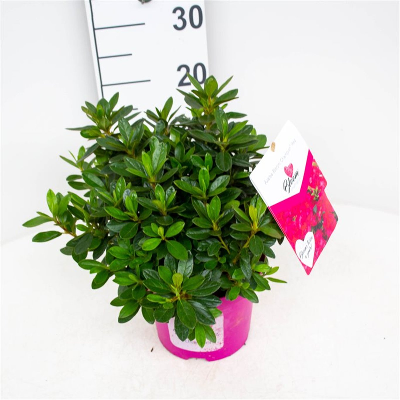 Rhododendron – Rhododendron (AJ); 'BloomChampion®' - C3 25-30 CM