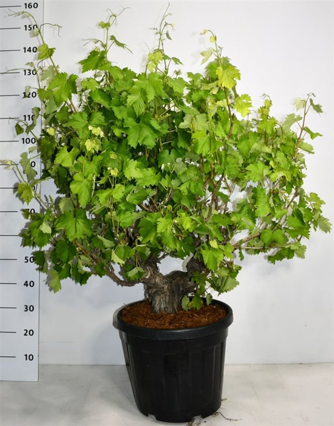 Vinranka – Vitis vinifera - C35 Bonsai