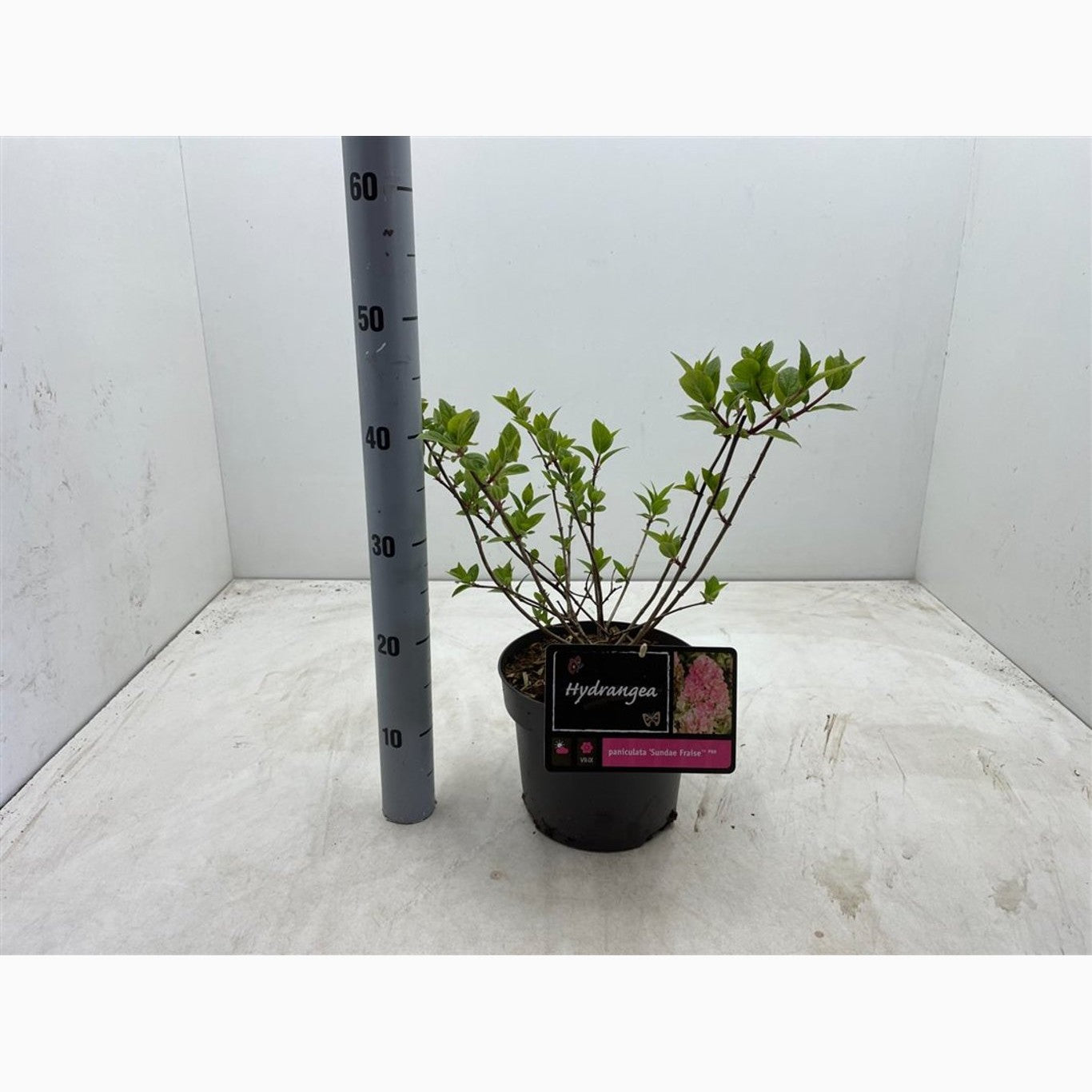 Syrenhortensia – Hydrangea paniculata 'Sundai Fraise' - C4