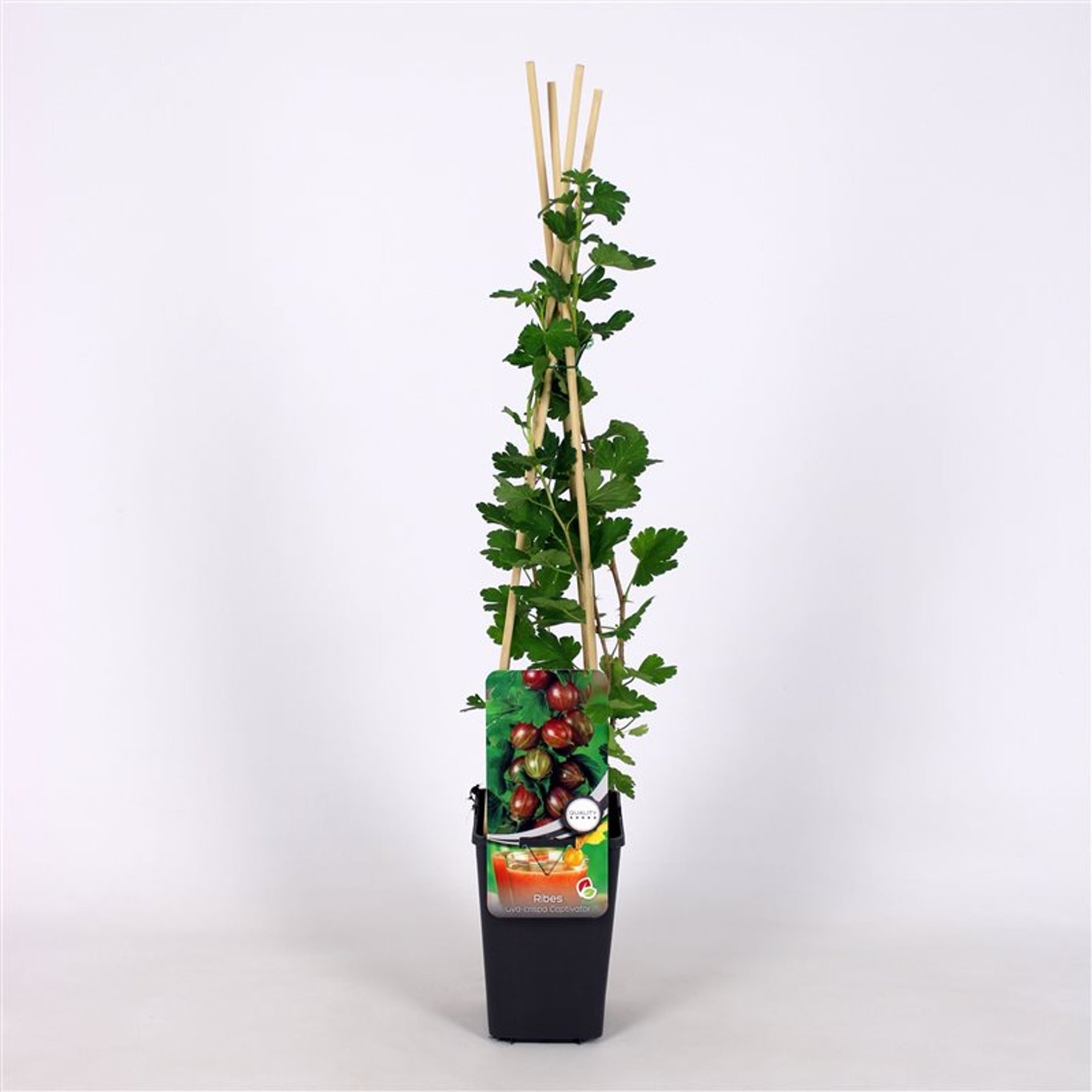 Krusbär – Ribes uva-crispa &