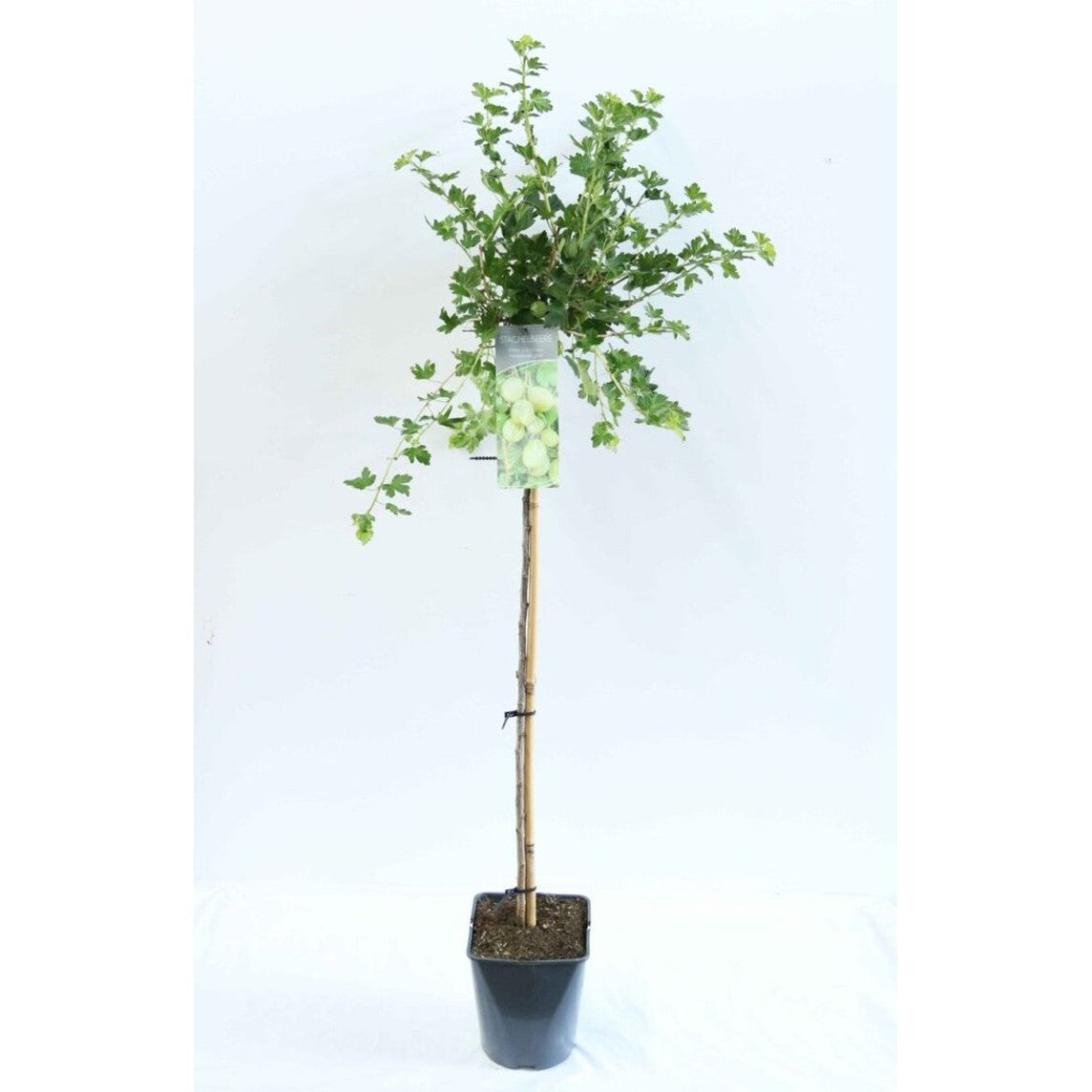 Krusbär – Ribes uva-crispa 'Hinnonmäki Grön' - 90 CM Stem C5