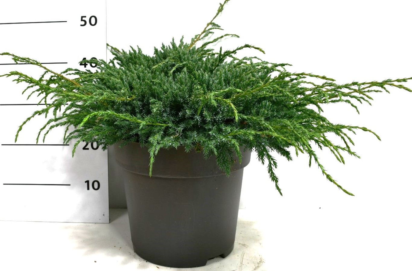 Himalaya-en – Juniperus squamata 'Blue Carpet' - C12 50-60 cm.