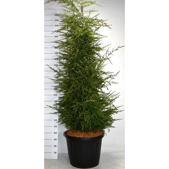 Hemlock – Tsuga canadensis - C80 175-200 cm. Sol