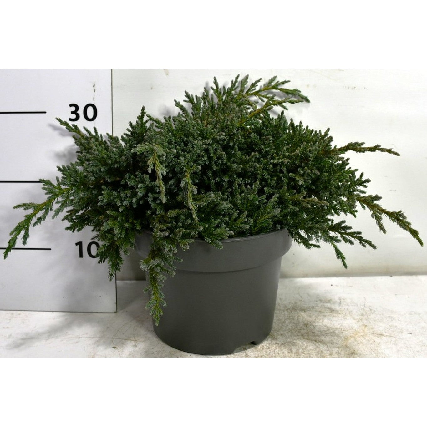 Himalaya-en – Juniperus squamata 'Tropical Blue' - C5 30-40 cm.