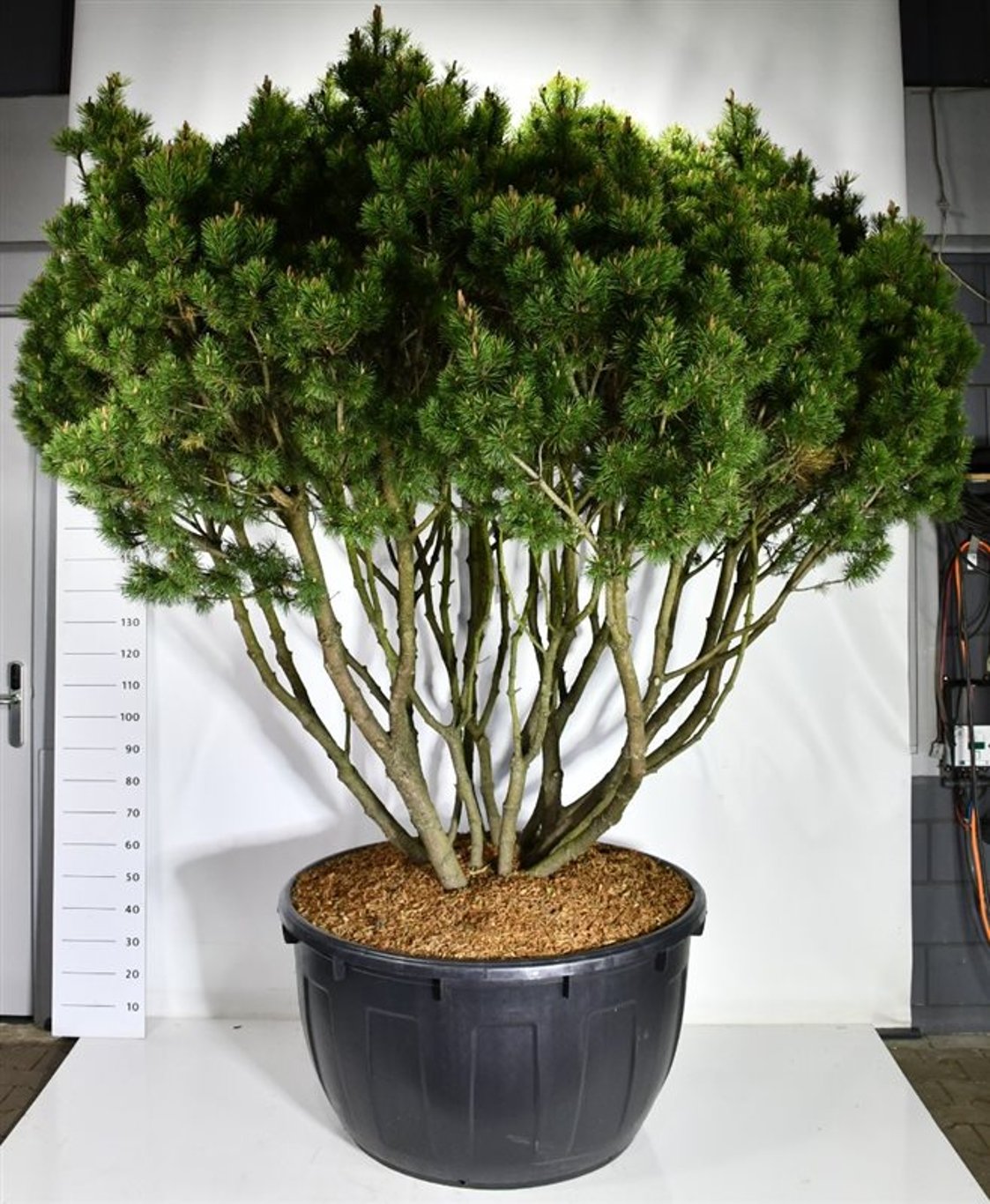 Bergtall – Pinus mugo &