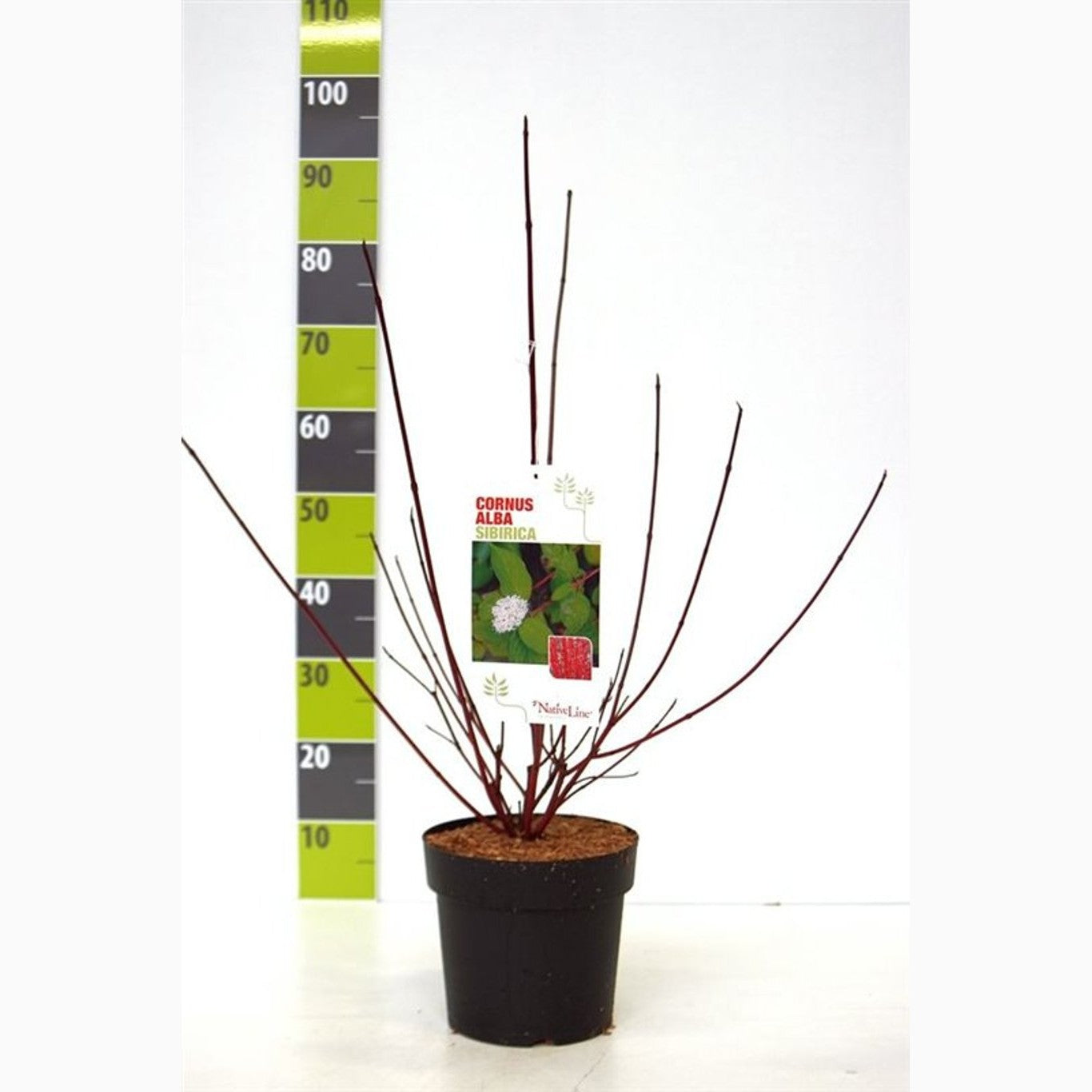 Kornell – Cornus alba 'Sibirica' - C4,6 50-60 CM