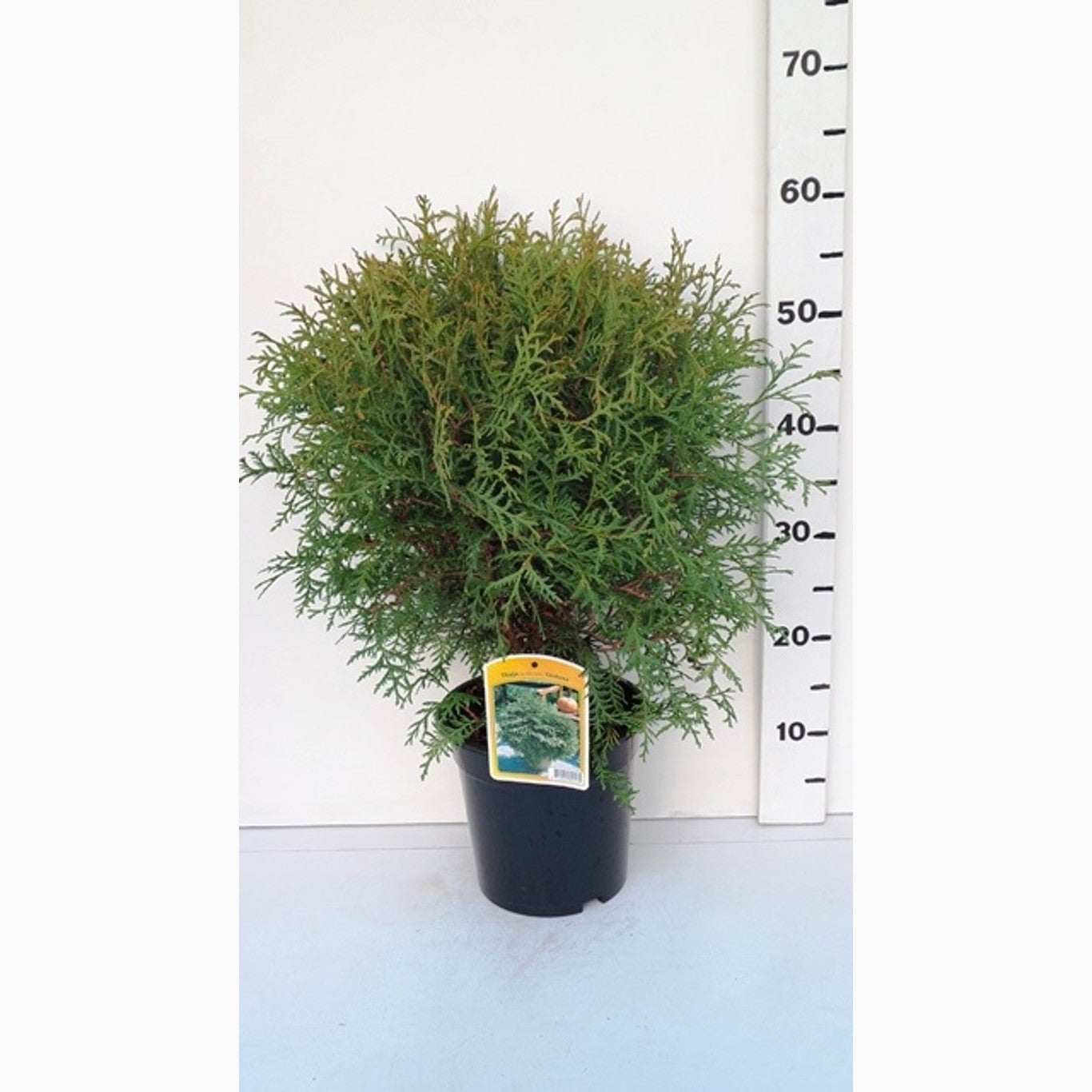 Thuja – Thuja occidentalis 'Globosa' - C3 40-50 CM