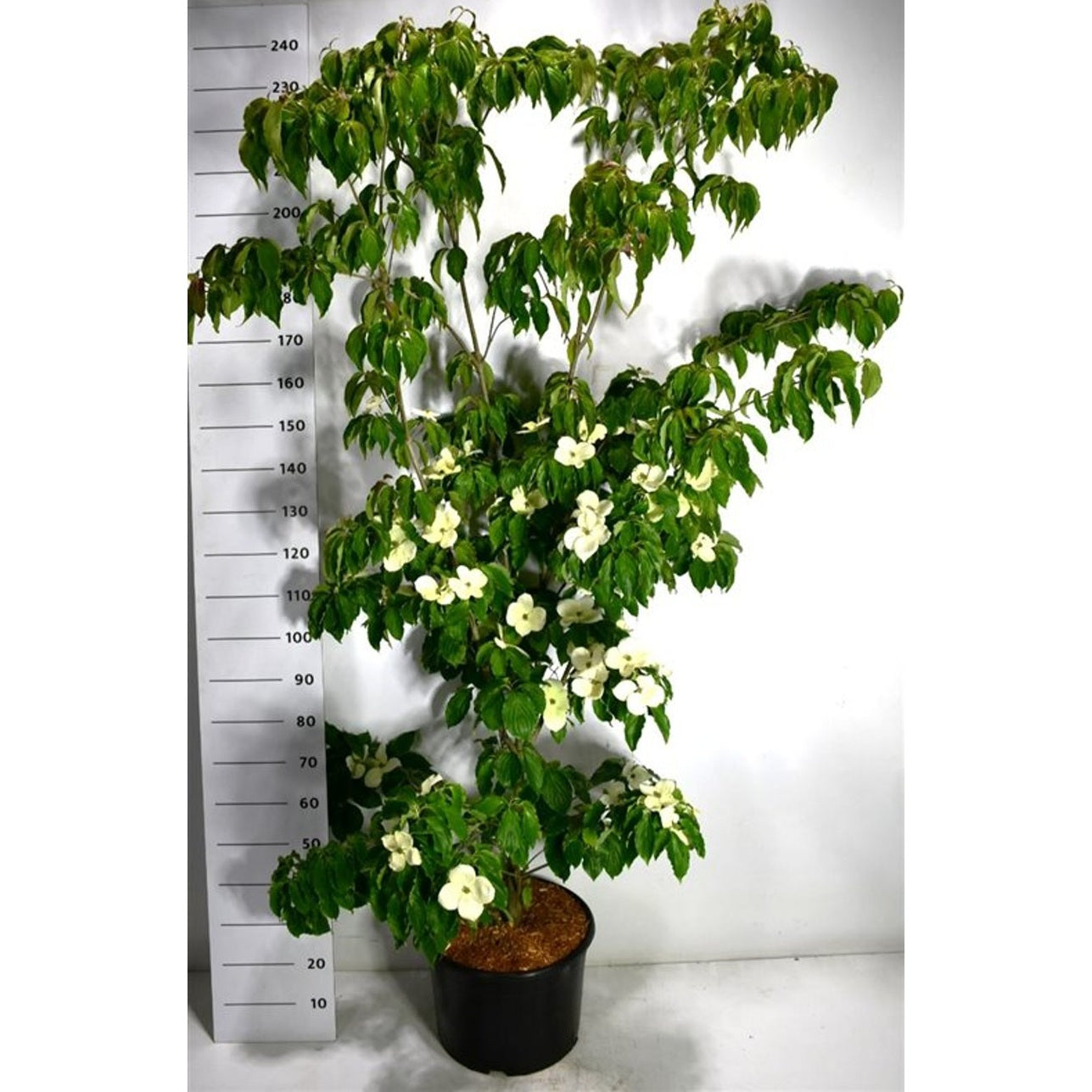 Japansk blomsterkornell – Cornus kousa 'Teutonia' - C25 175-200 cm.