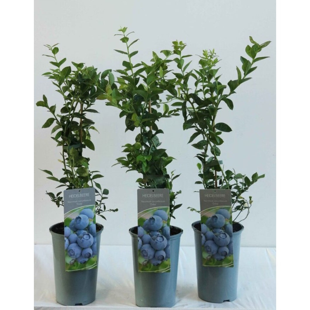 Trädgårdsblåbär – Vaccinium corymbosum 'Duke' - C3 40-60 CM
