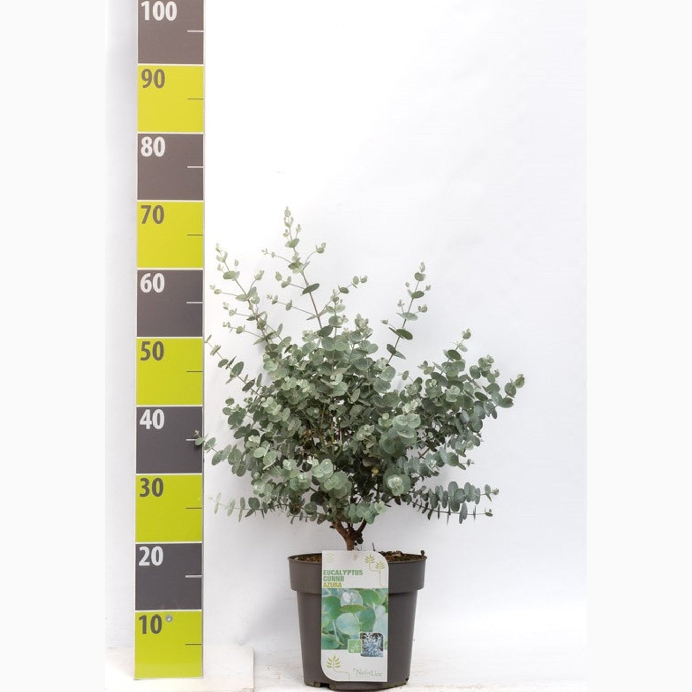 Snögummiträd – Eucalyptus gunnii 'Azura'® - C4,6