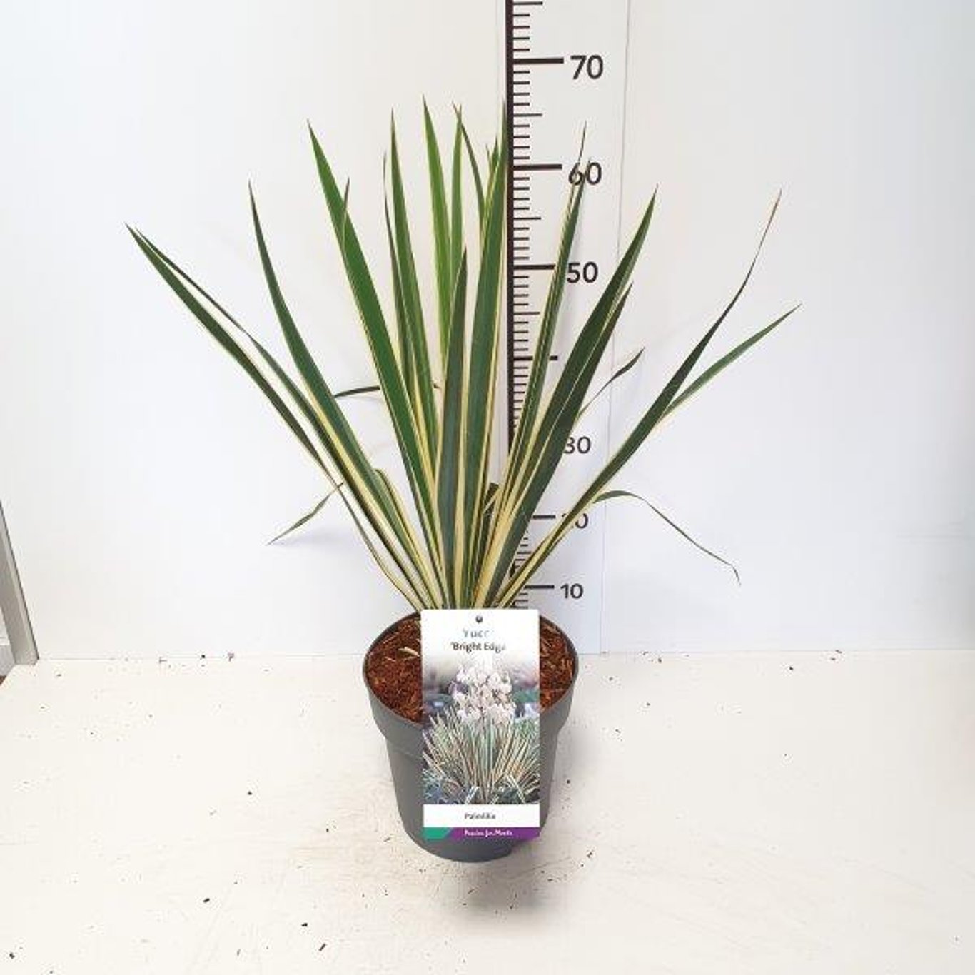 Palmlilja – Yucca filamentosa 'Bright Edge' - C5