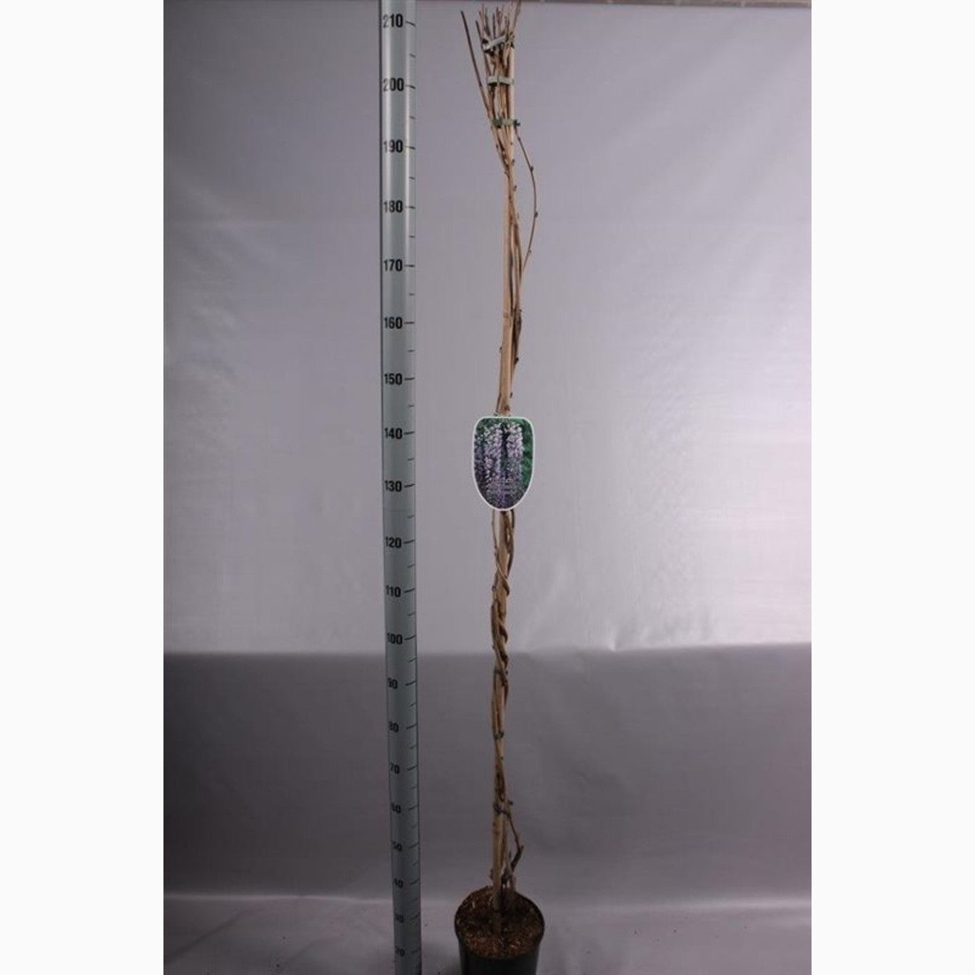 Blåregn – Wisteria floribunda &