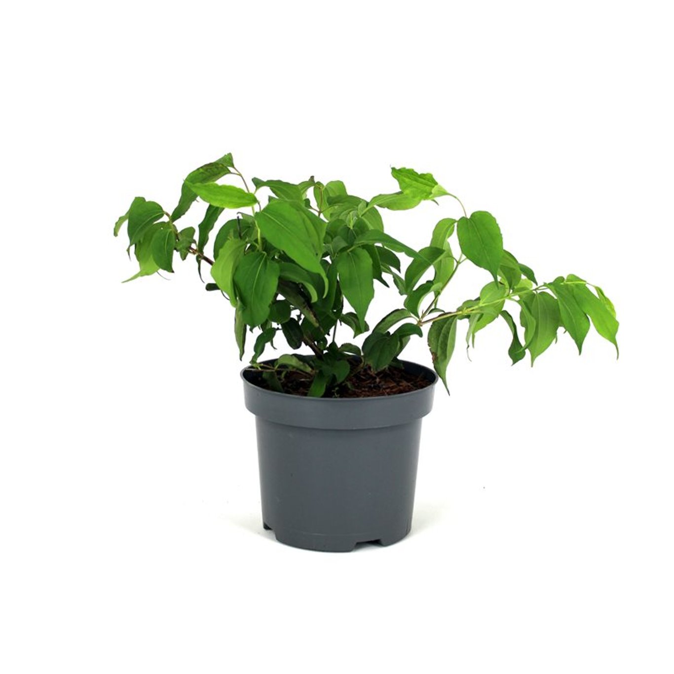 Sju-sönersträd – Heptacodium miconioides - C12 80-100 CM