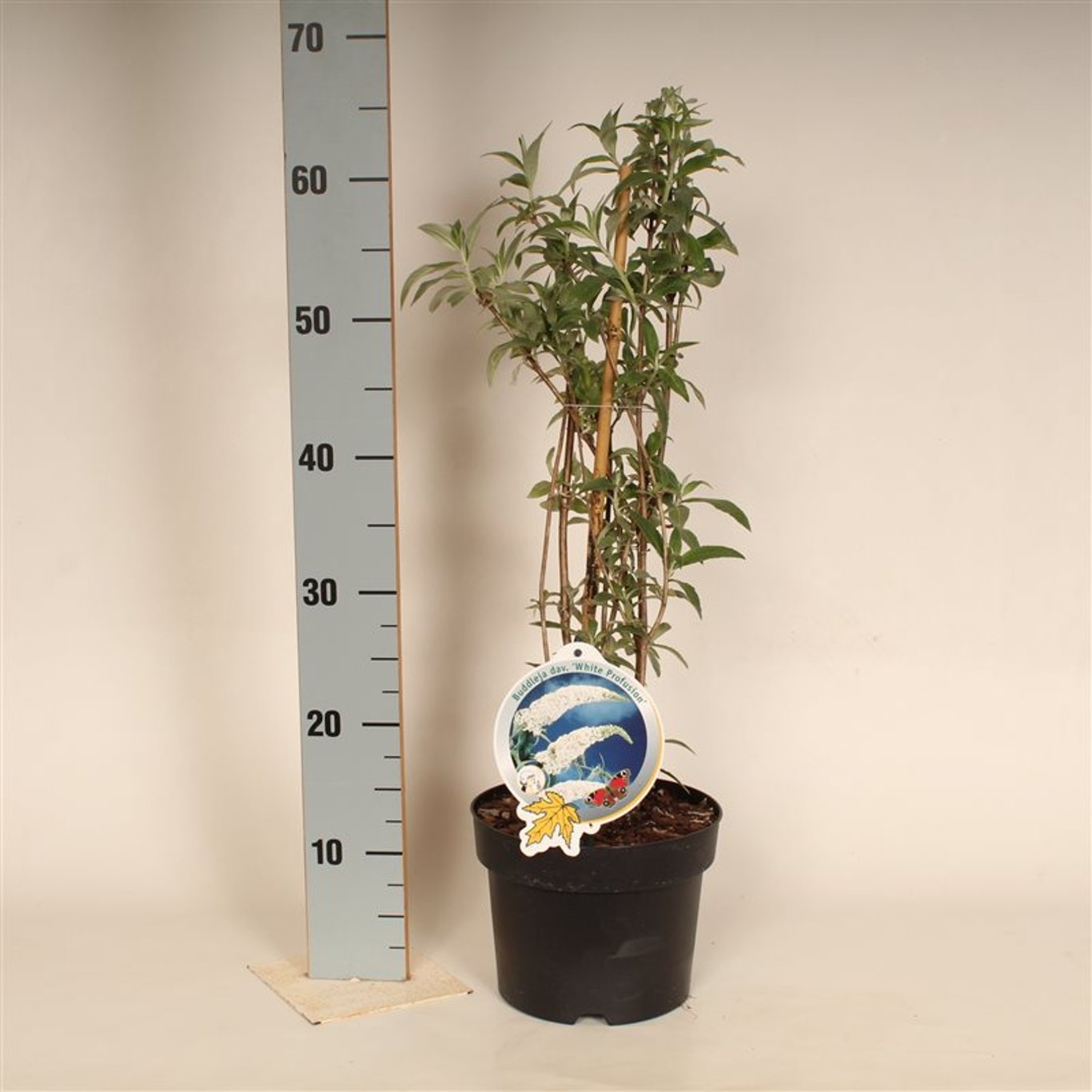 Sommarlilja – Buddleja d. 'White Profusion' - C3 50-60 CM