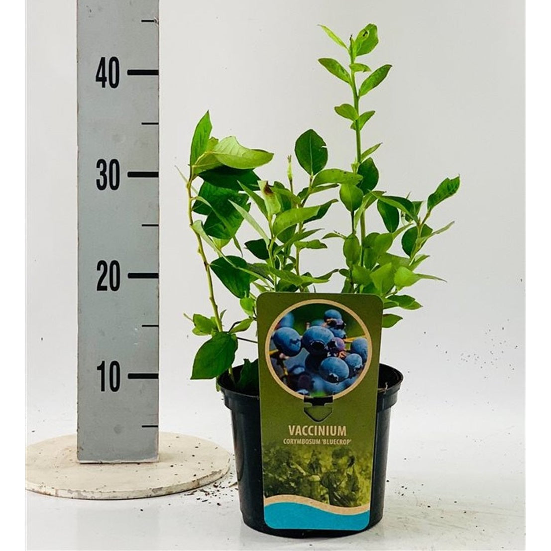 Trädgårdsblåbär – Vaccinium corymbosum 'Bluejay' - C5