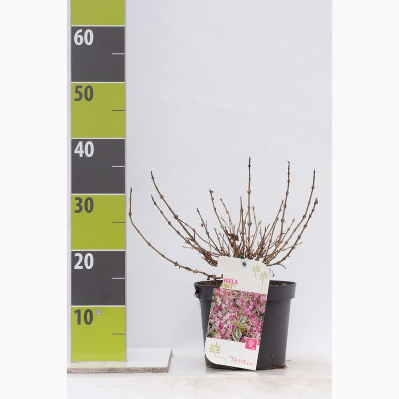 Praktweigela – Weigela florida 'Monet' - C3 20-30 CM