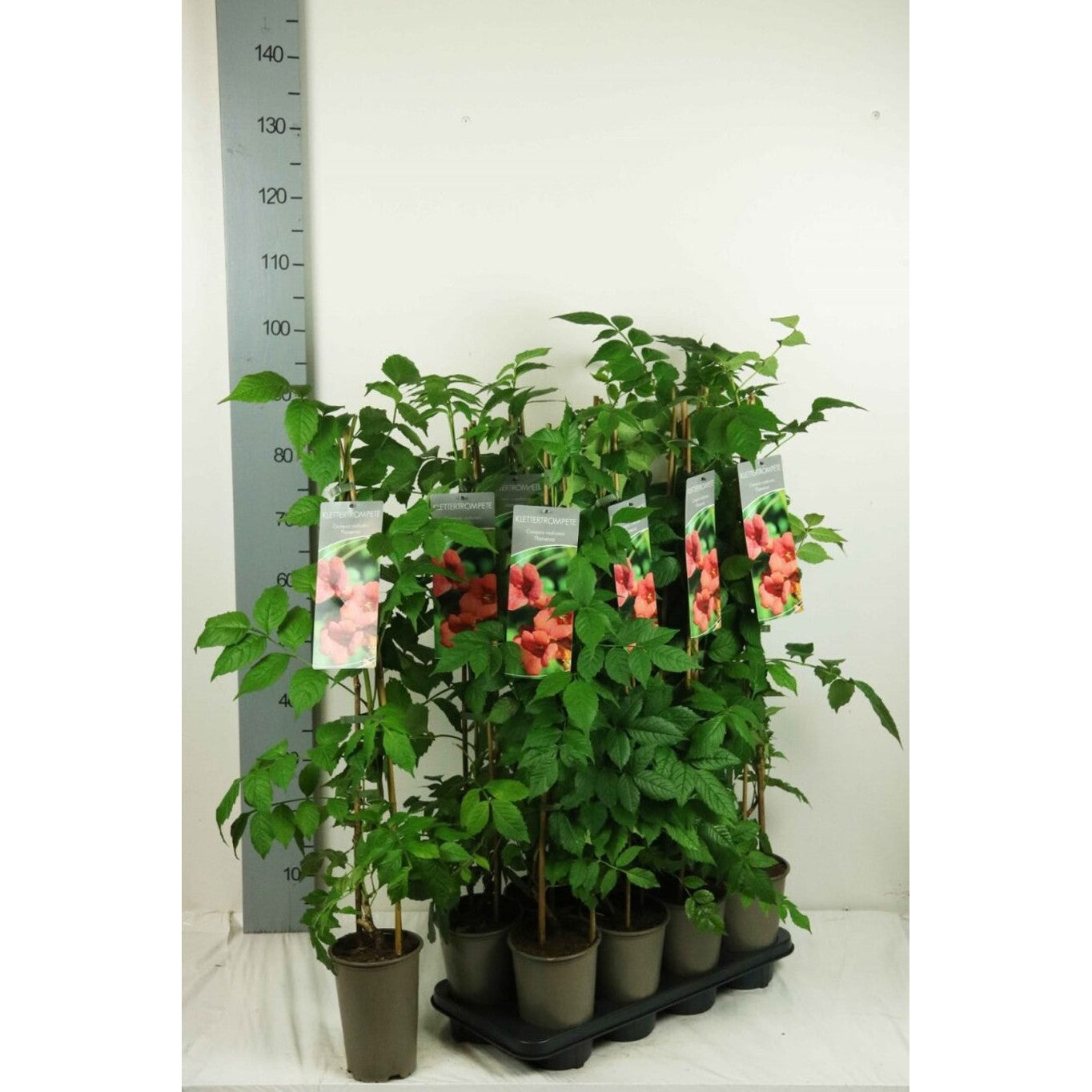 Trumpetranka – Campsis radicans 'Flamenco' - C2 60-80 CM Stick