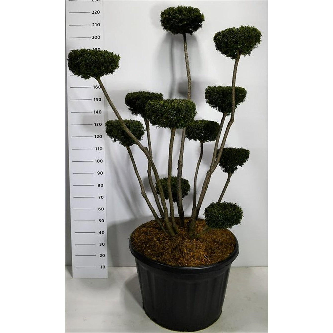 Hybrididegran – Taxus media 'Hicksii' - C180 175-200 cm. Bonsai