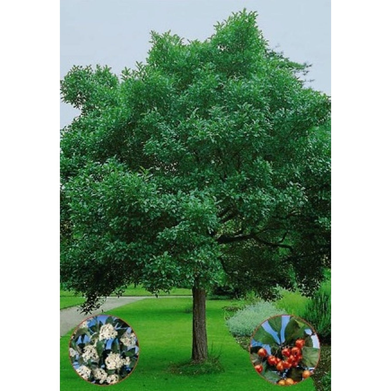 Lavallehagtorn – Crataegus lavalleei 'Carrierei' - 12/14 in Cont HO/ST