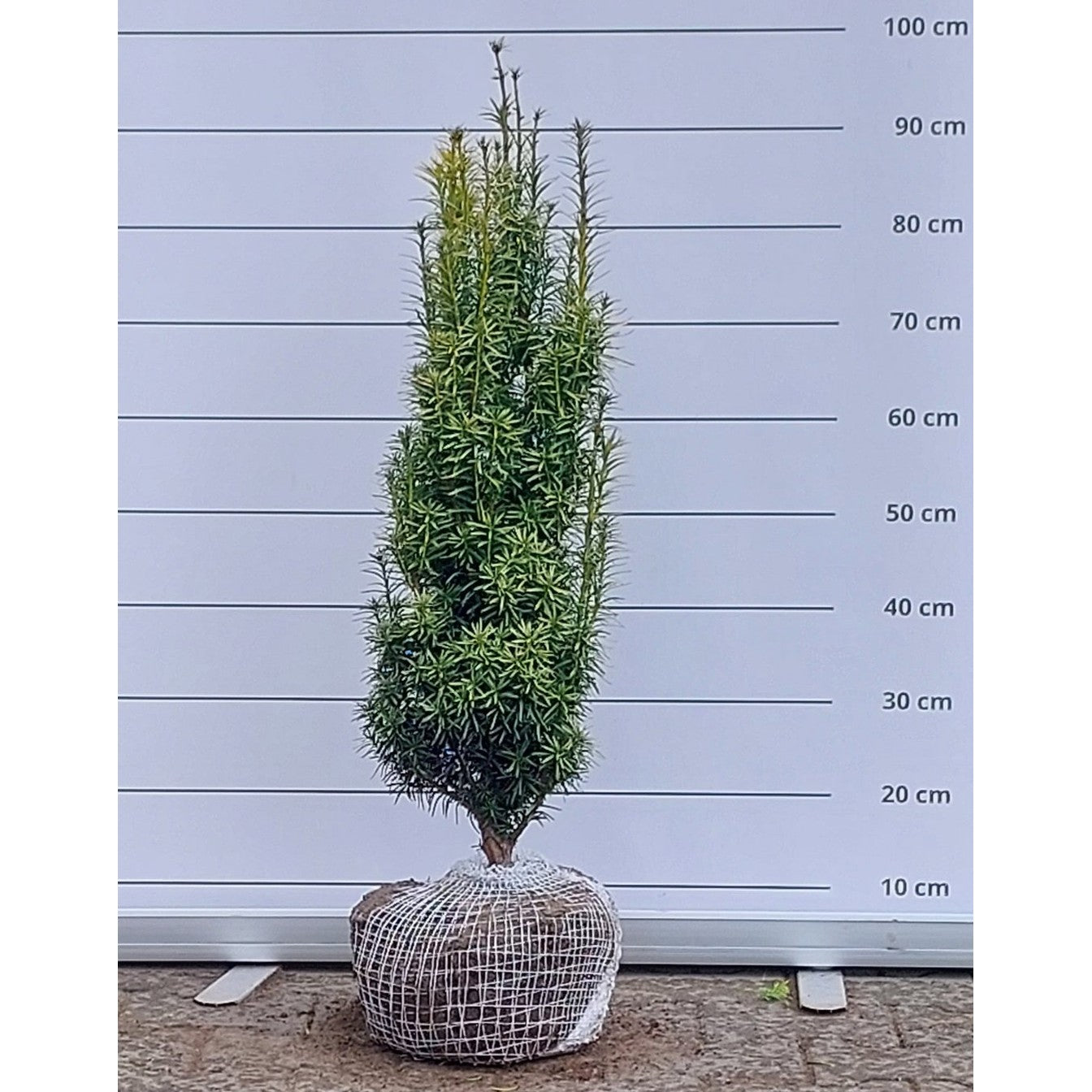 Hybrididegran – Taxus media 'Stefania'® - 70-80 CM RB