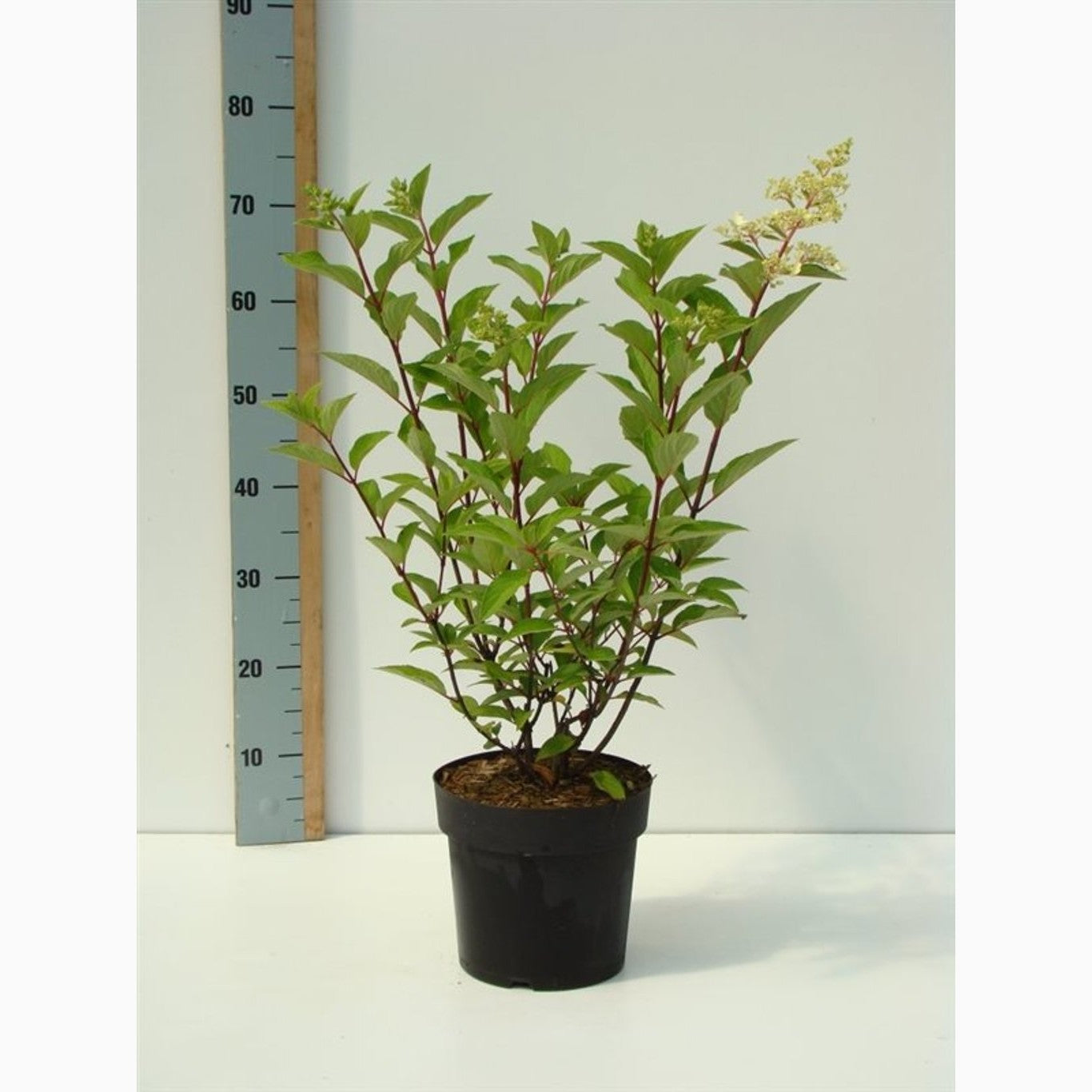 Syrenhortensia – Hydrangea paniculata 'Pinky Winky' - C4,6 40-60 CM