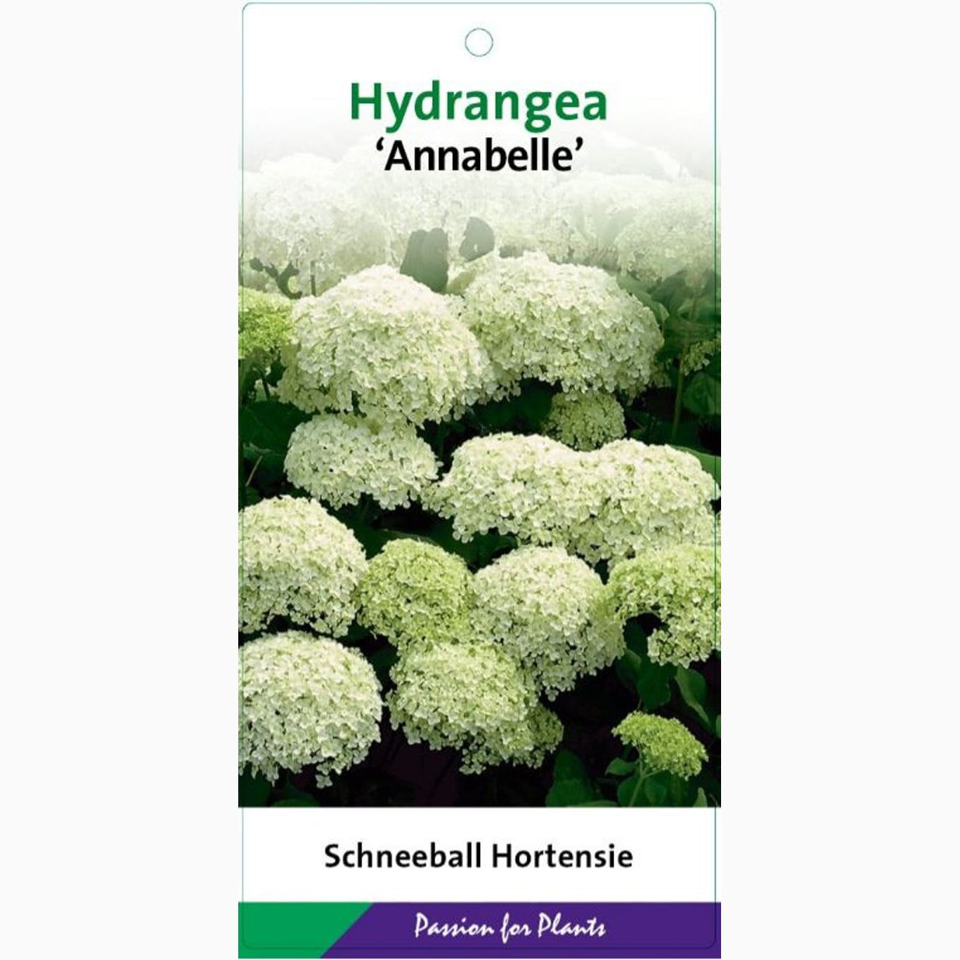 Hortensia – Hydrangea arborescens &