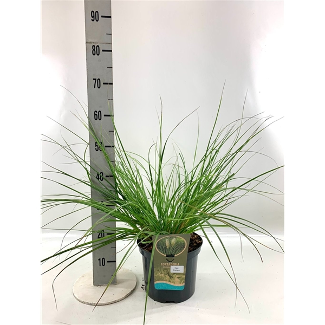 Pampasgräs – Cortaderia selloana 'Tiny Pampa' - C5