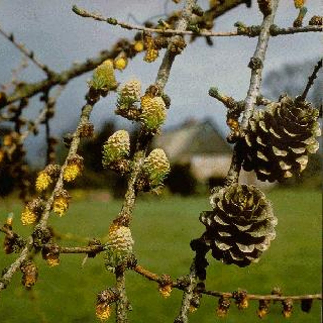 Japansk lärk – Larix kaempferi - C25 8/10 Feathered