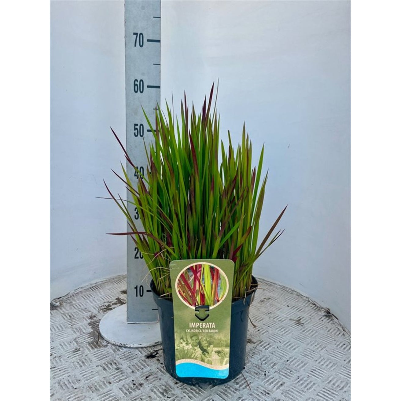 Japanskt blodgräs – Imperata cylindrica 'Red Baron' - C5